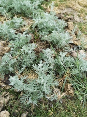 Artemisia maritima