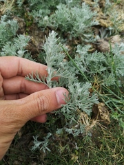 Artemisia maritima
