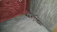 Palpares libelluloides