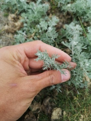 Artemisia maritima