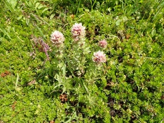 Castilleja parviflora albida