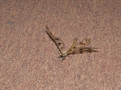 Palpares libelluloides