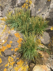 Plantago maritima juncoides