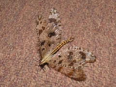 Palpares libelluloides