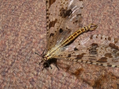 Palpares libelluloides