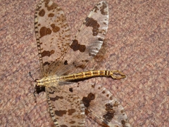 Palpares libelluloides