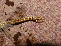 Palpares libelluloides