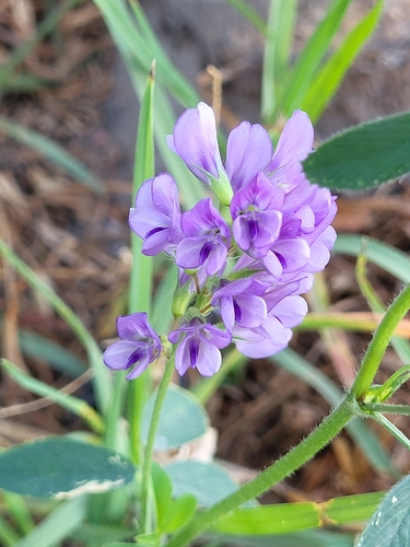 Medicago sativa