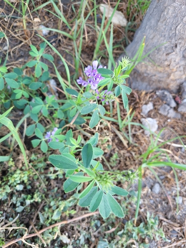 Medicago sativa