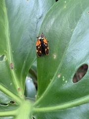 Mahanarva costaricensis costaricensis