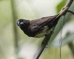 White-Bellied Munia photo 5