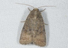Hoplodrina blanda