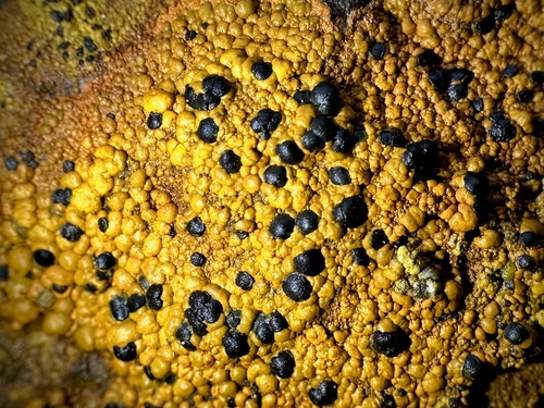 Lecidea silacea, 2024-12-28