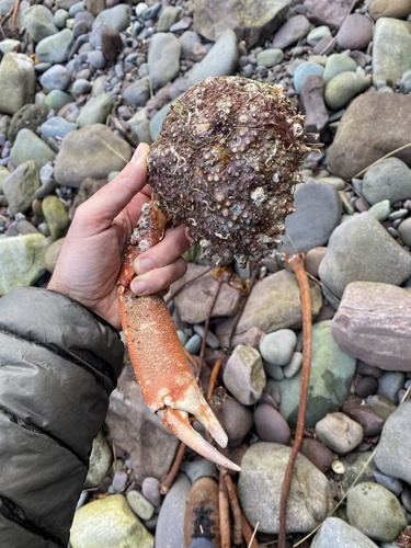 Photo of Giant European Spider Crab (Maja brachydactyla)