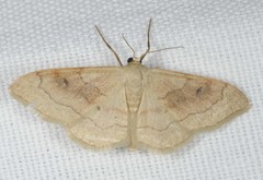 Idaea rubraria