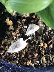 Leucocoprinus ianthinus