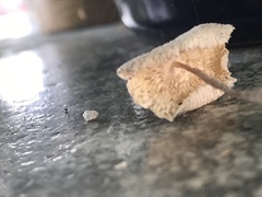 Leucocoprinus ianthinus