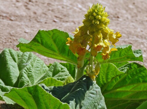 Image of Ibicella lutea by no rights reserved