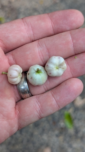 Glochidion harveyanum, 2024-12-26