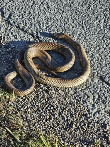 Eastern Brown Snake sighting