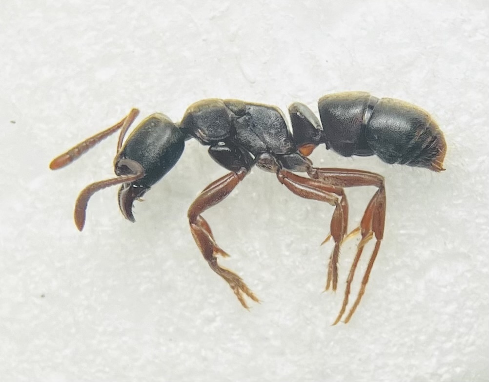 Euponera sakishimensis