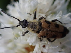 Toxoleptura vexatrix