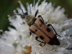 Toxoleptura vexatrix