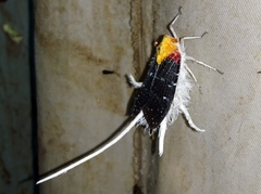 Cerogenes auricoma