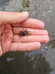 Hemigrapsus