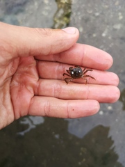 Hemigrapsus