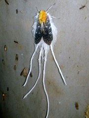 Cerogenes auricoma