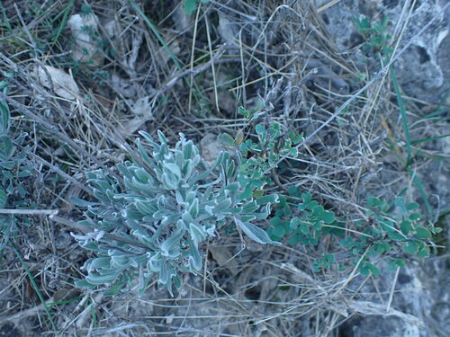 Image of Lavandula latifolia by (c) Franck Cabot, some rights reserved (CC BY)