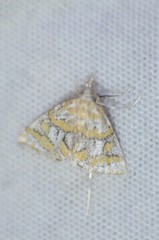 Leptosteges flavifascialis
