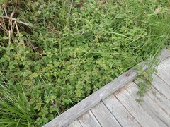 Campanula californica