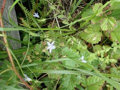 Campanula californica