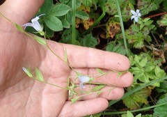 Campanula californica