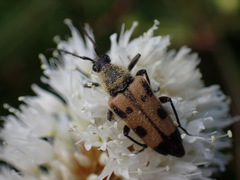 Toxoleptura vexatrix