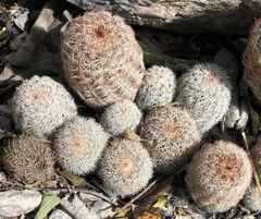 Echinocereus armatus