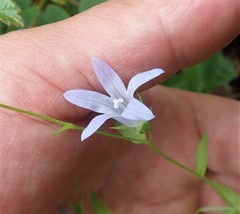 Campanula californica
