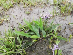 Limonium vulgare
