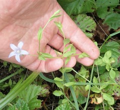 Campanula californica