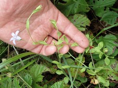 Campanula californica