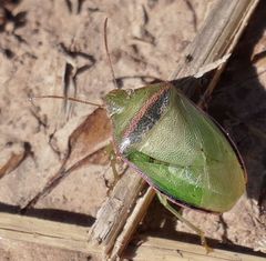 Piezodorus guildinii