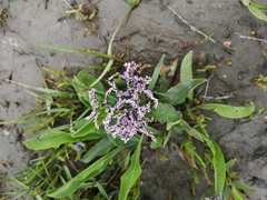 Limonium vulgare