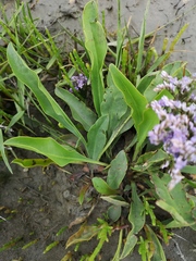 Limonium vulgare