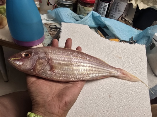 Golden thread (Nemipterus virgatus) — Nemipteridae — 5