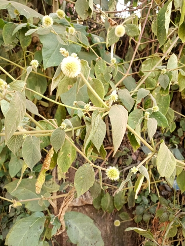 Globe Cyathula
