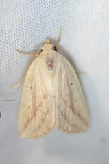 Amolita obliqua