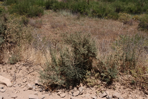 Image of Maireana brevifolia by (c) Tony Rebelo, some rights reserved (CC BY-SA)