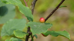 Frangula alnus